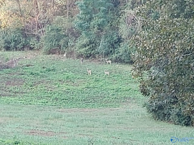 19660 Cox Rd, Athens, AL 35611 - view of yard