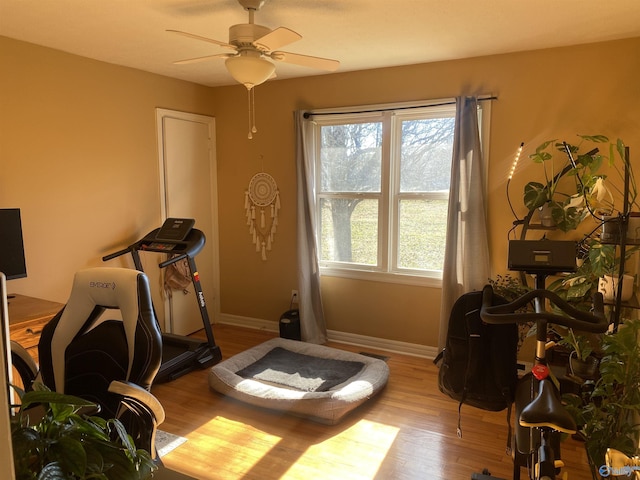 workout area with ceiling fan and light hardwood / wood-style floors