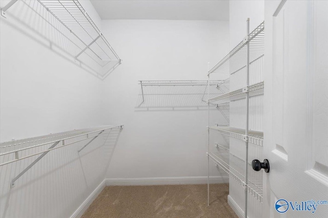 walk in closet featuring carpet