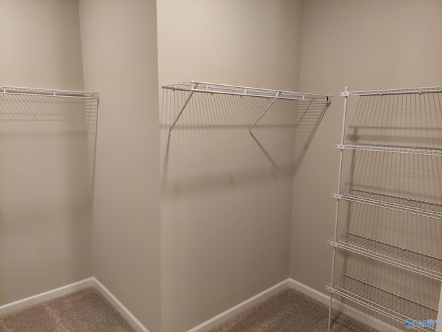 spacious closet featuring carpet floors