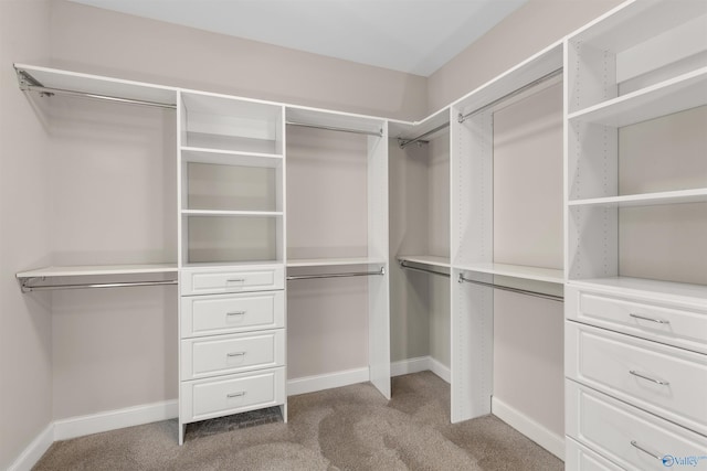 walk in closet with carpet flooring