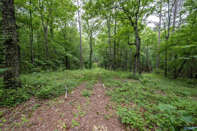 view of local wilderness