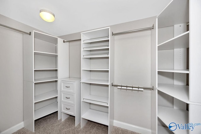 walk in closet featuring carpet floors