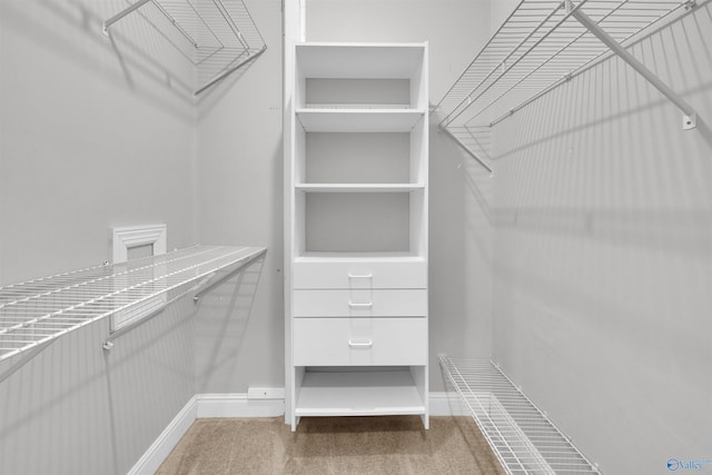 spacious closet featuring carpet