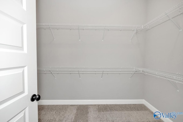 walk in closet featuring carpet flooring