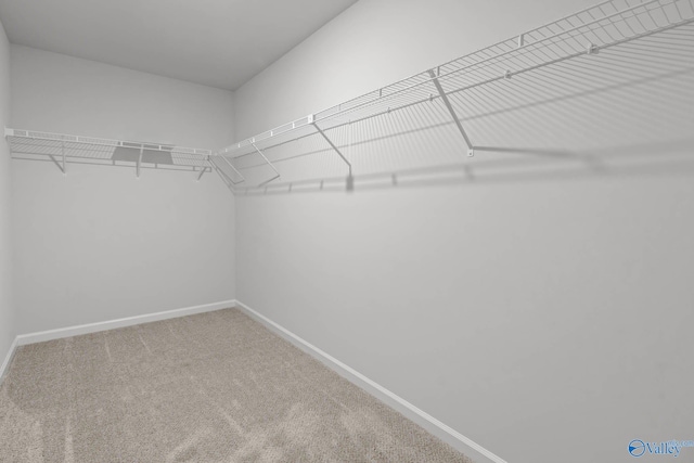 walk in closet with carpet flooring