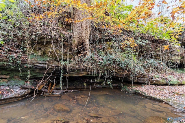 view of local wilderness
