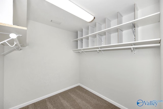 spacious closet featuring carpet floors