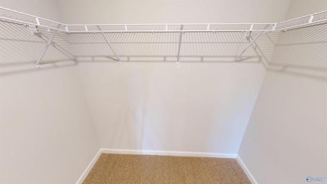 spacious closet featuring carpet floors