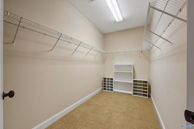 spacious closet featuring carpet