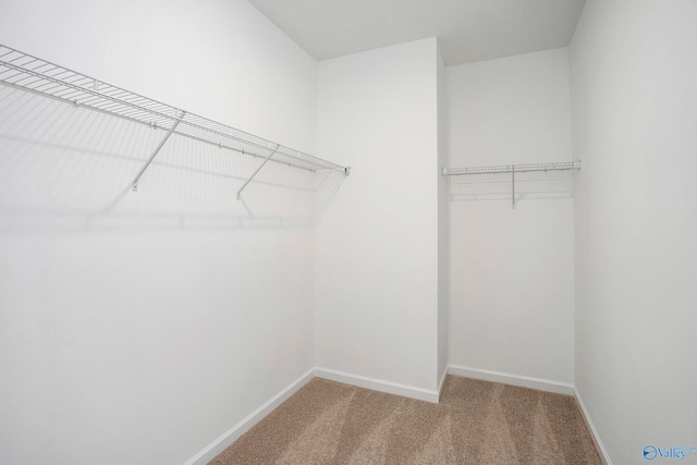 walk in closet with carpet