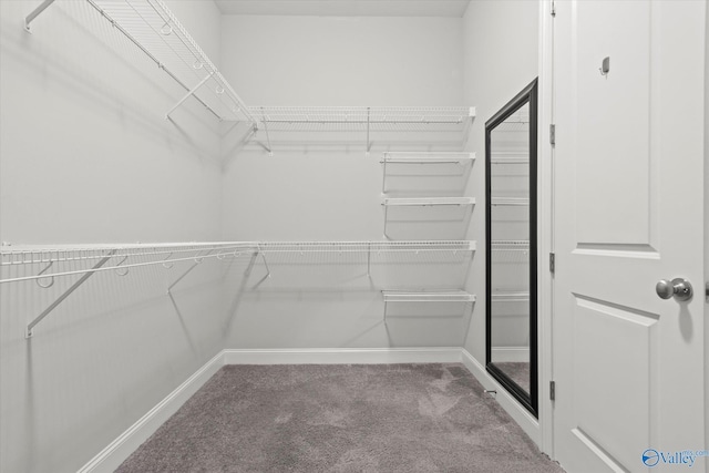 walk in closet featuring carpet floors