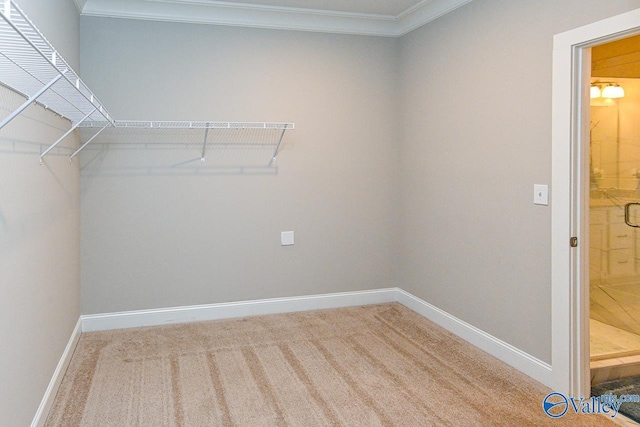 spacious closet featuring carpet flooring