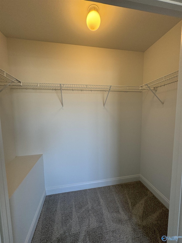 walk in closet featuring carpet floors