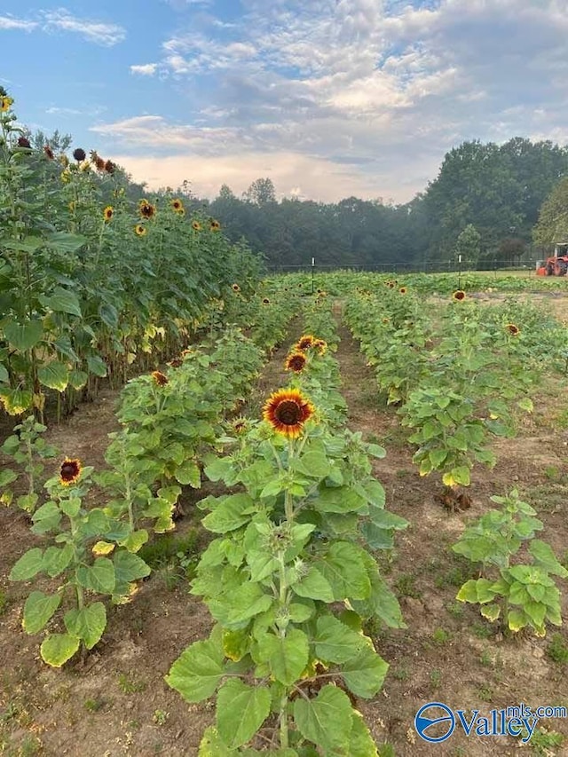 view of yard with a vegetable garden