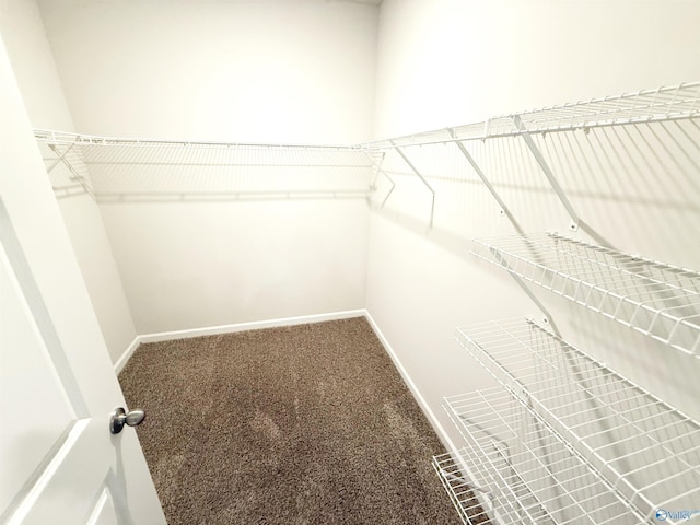 walk in closet featuring carpet floors