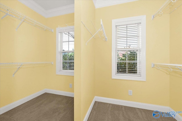 spacious closet featuring carpet floors