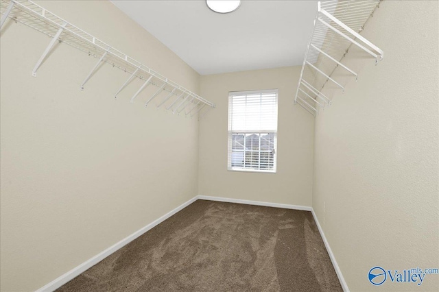 spacious closet featuring carpet