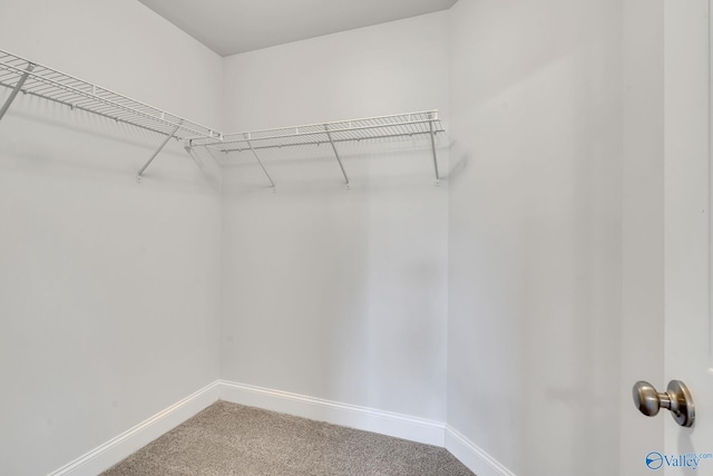 walk in closet with carpet floors