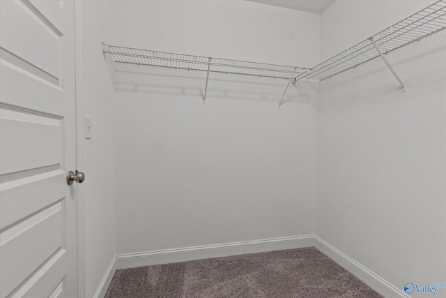 walk in closet with carpet flooring