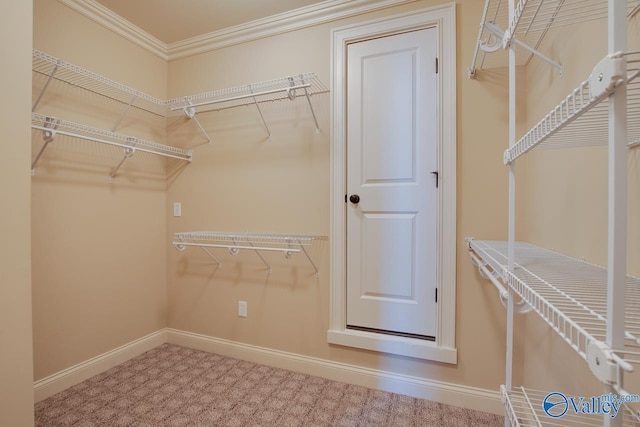 walk in closet featuring carpet flooring