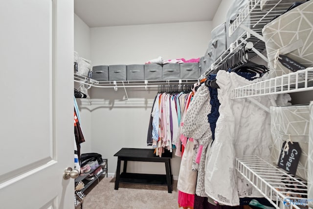 walk in closet with carpet floors