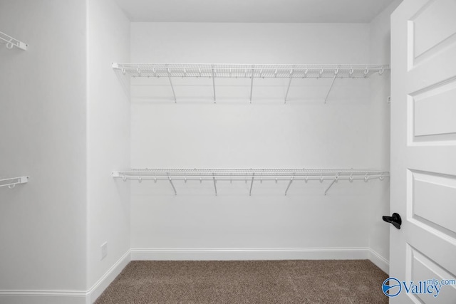 spacious closet with carpet flooring