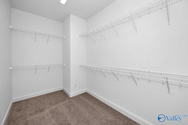 walk in closet featuring carpet floors