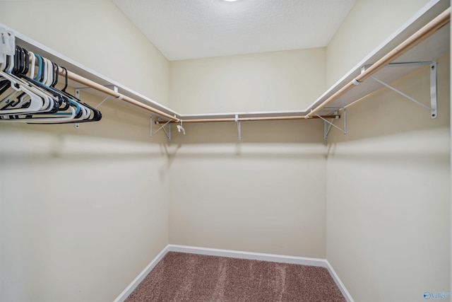 spacious closet with carpet flooring