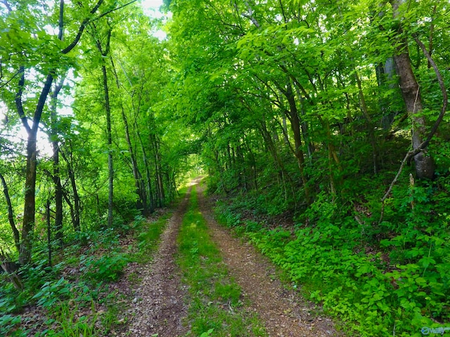 view of local wilderness