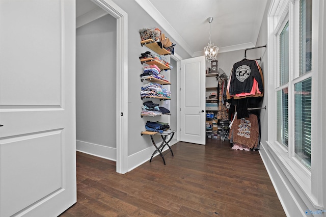 walk in closet with dark wood finished floors and an inviting chandelier