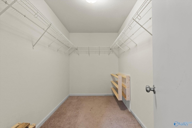 walk in closet featuring carpet flooring