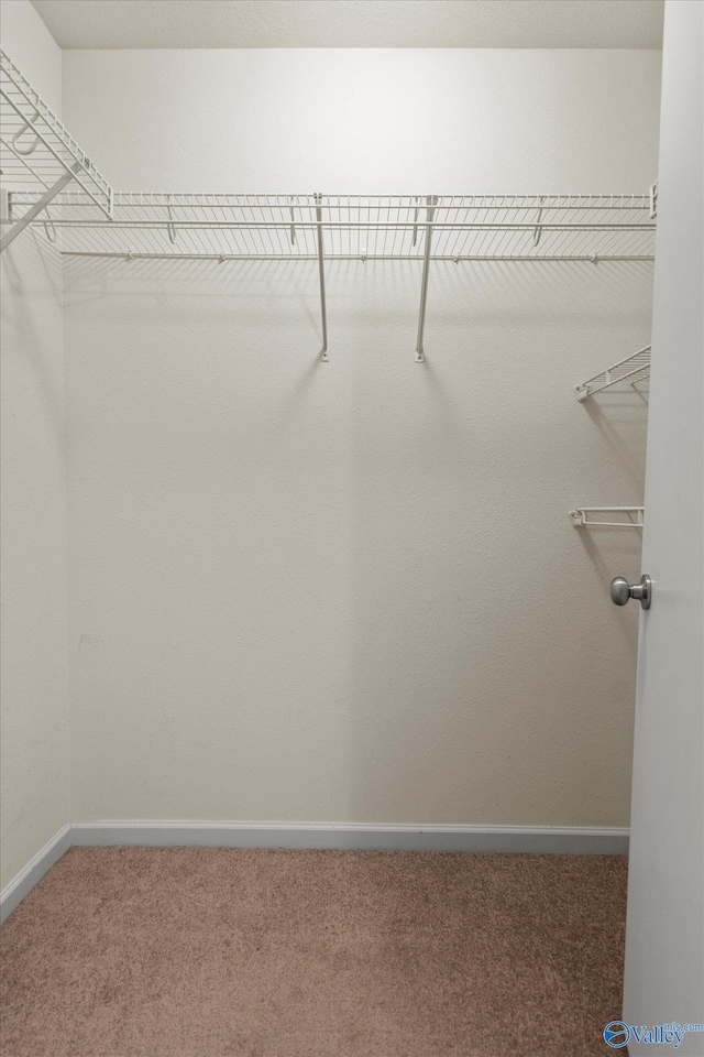 walk in closet with carpet flooring