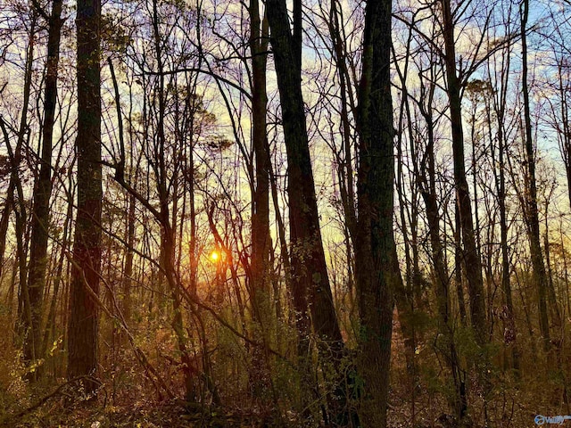 view of local wilderness