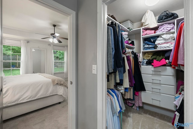6807 Breyerton Way SE, Owens Cross Roads, AL 35763 - walk in closet featuring carpet flooring and ceiling fan