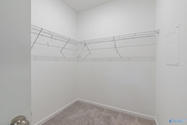 spacious closet featuring carpet flooring