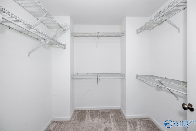 walk in closet with light colored carpet