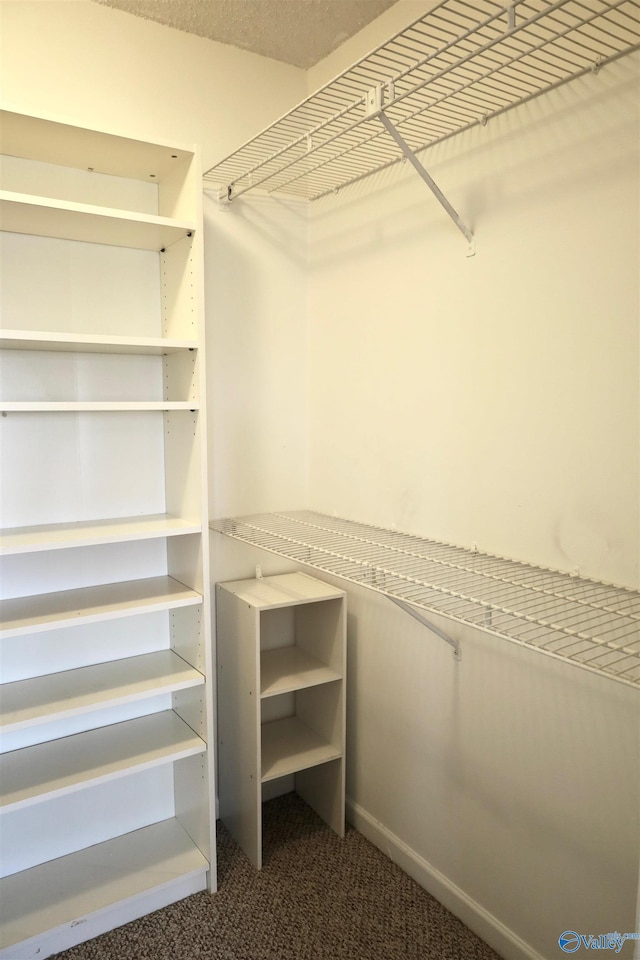 walk in closet featuring carpet floors