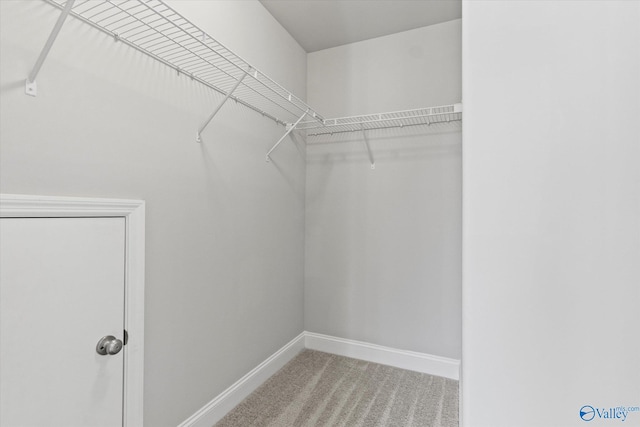 spacious closet featuring carpet flooring