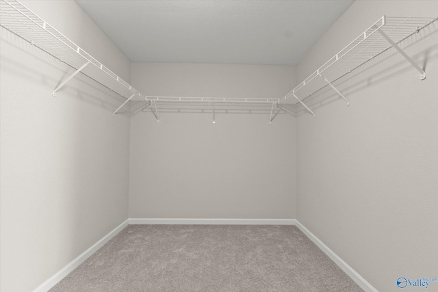 walk in closet with carpet flooring