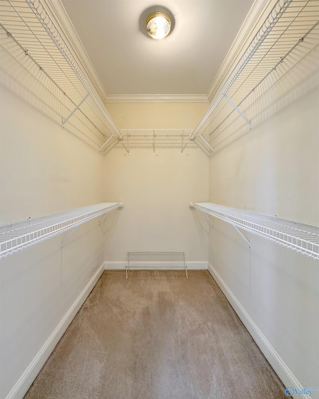 spacious closet featuring carpet