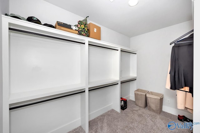 spacious closet with carpet