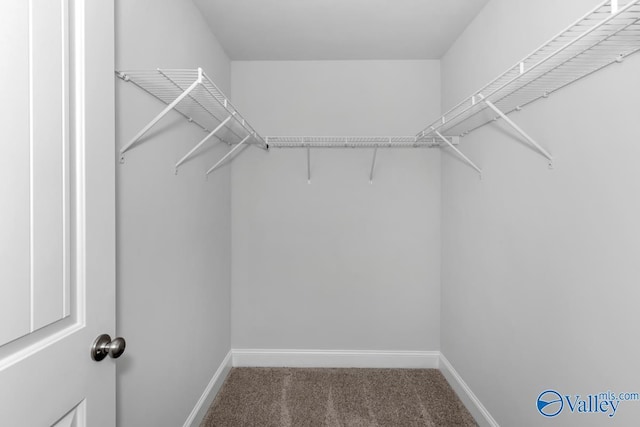 walk in closet featuring carpet