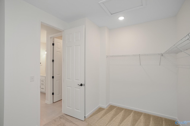 walk in closet featuring light colored carpet