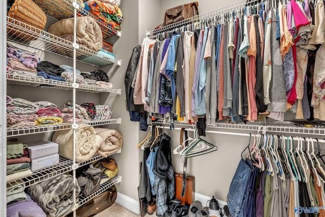 walk in closet with carpet floors