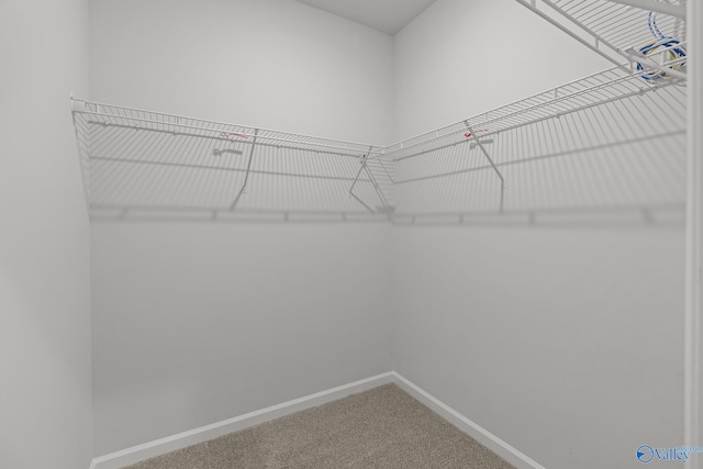 spacious closet featuring carpet floors