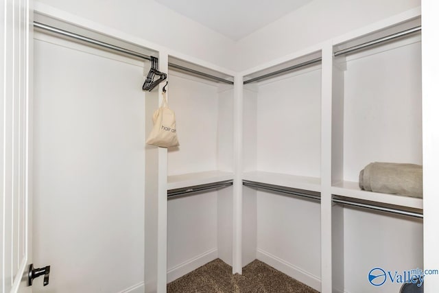 spacious closet with carpet floors