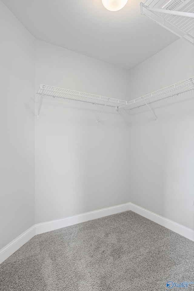 spacious closet featuring carpet