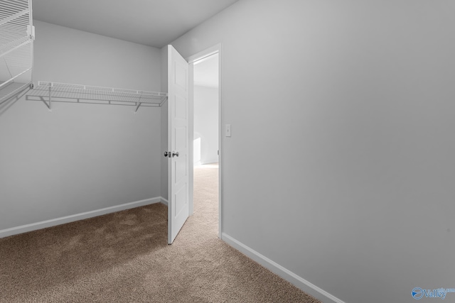 walk in closet with carpet flooring