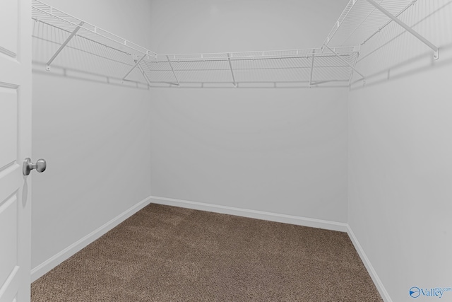spacious closet with carpet